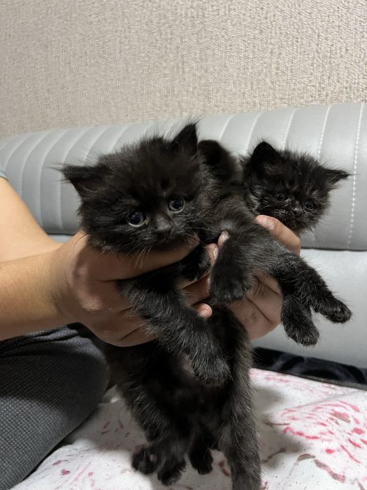 British shorthair ( британская короткошёрстная) болачалари