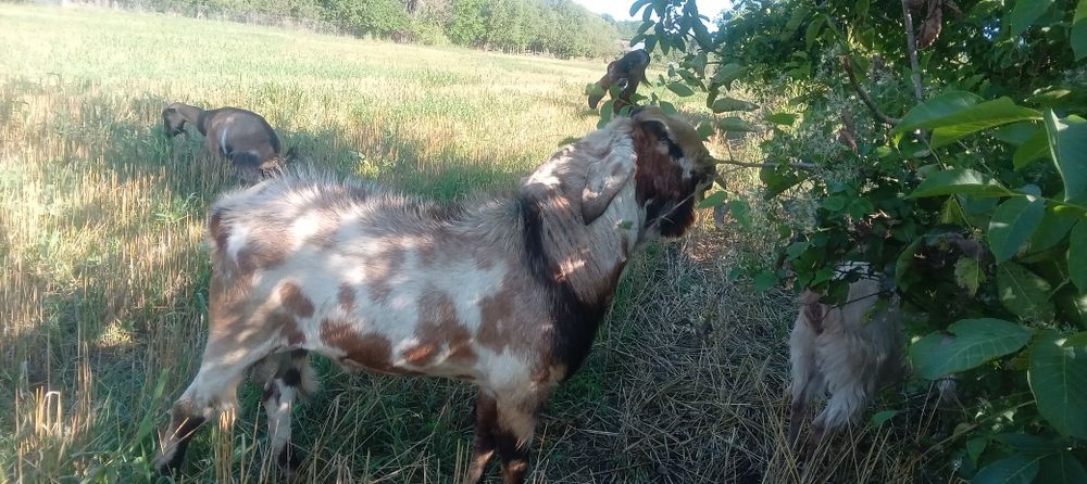 Tap anglo vind sau schimb cu capră  din aceasi rasa sau zanen 1500