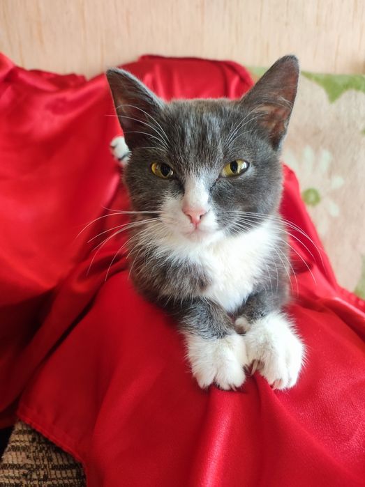 Котёнок 5месяцев