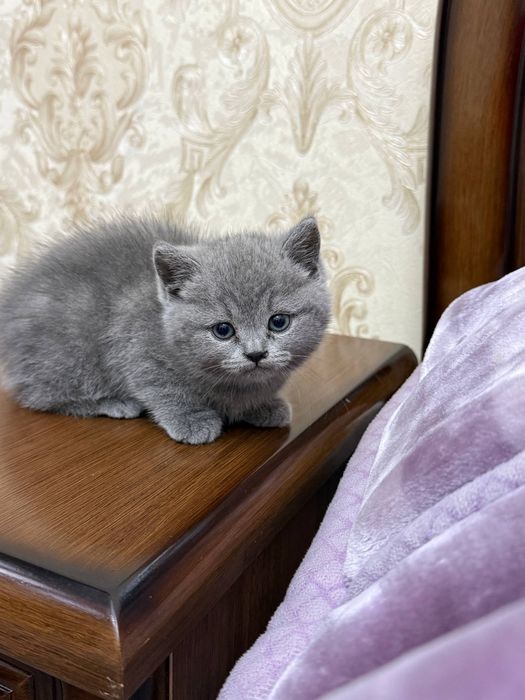 Девочка скоттиш страйт почти 2месяца продается. Мама страйт папа фолд