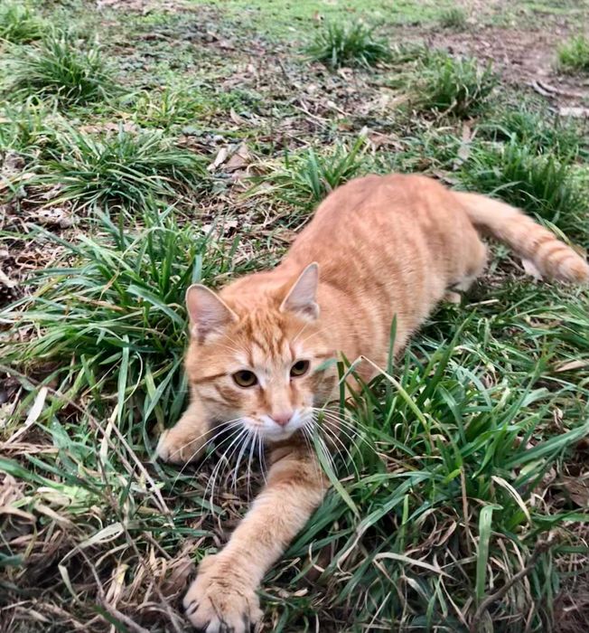 Codi, motan castrat pentru adoptie