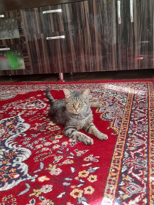 O'g'il bola mushuk xadiyaga beriladi