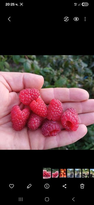 Продавам Разсад Малини Корени