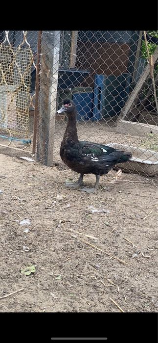 Rațe Negre talie mare