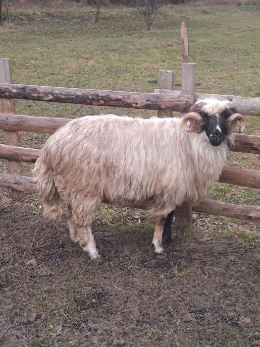 Vand berbec stramior