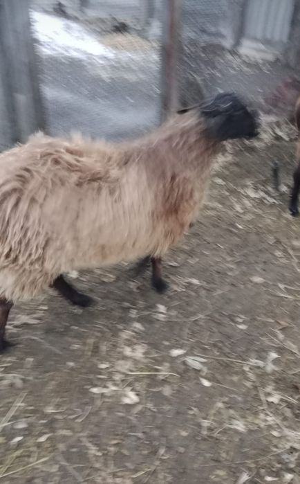 Продам барана 1.5года. Упитанный.