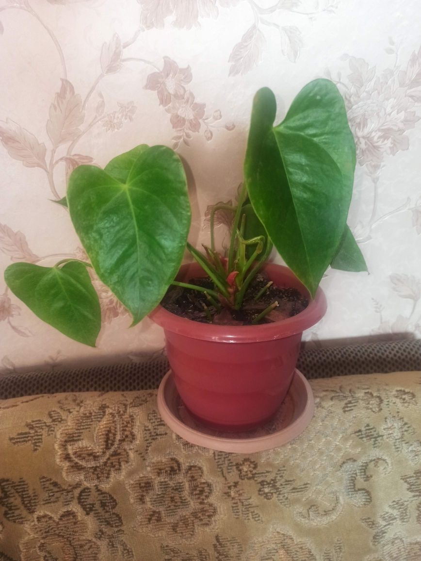 Антуриум Андре-красиво цветущее комнатное растение