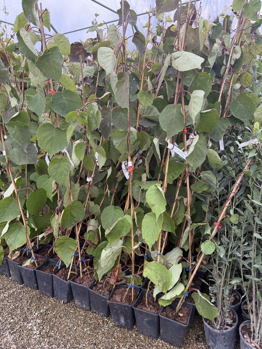 Kiwi Autofertil Jenny 1.4m