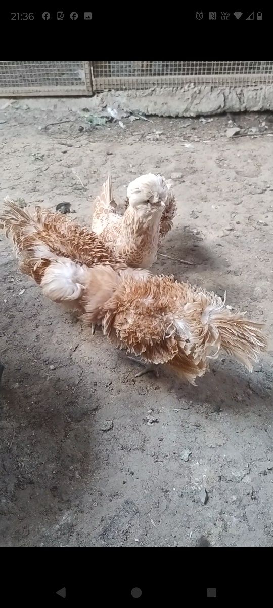Cocos paduana frezata