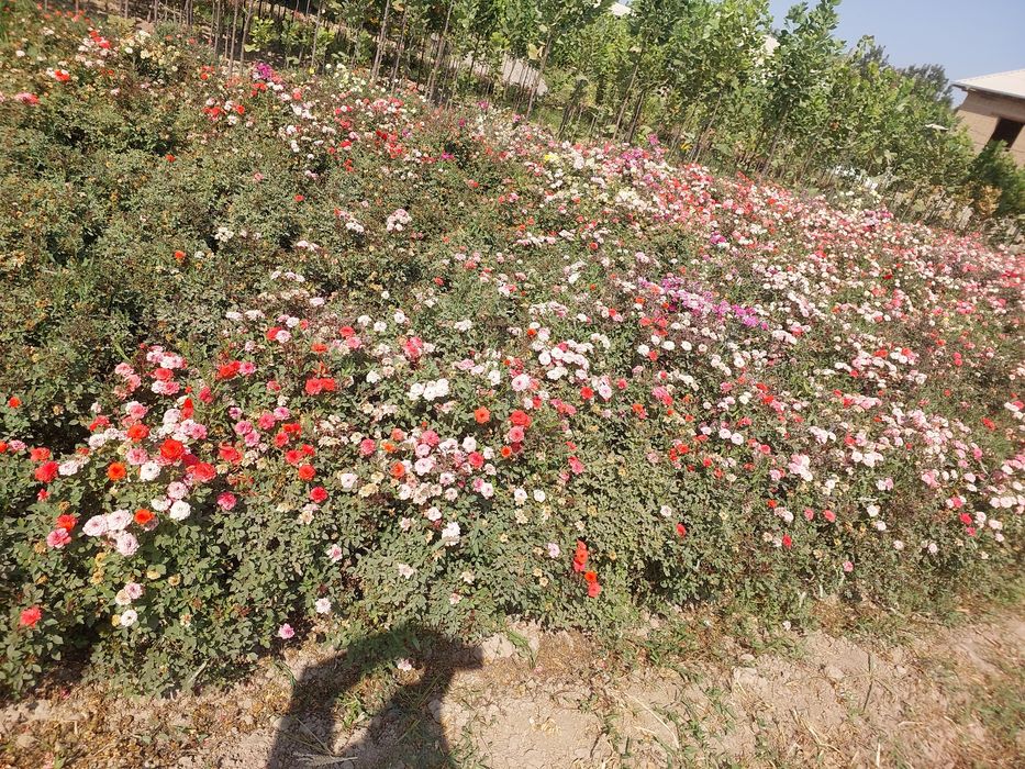 Manzarali ko‘chatlar — Samarqand Agro Dizayn firmasidan!