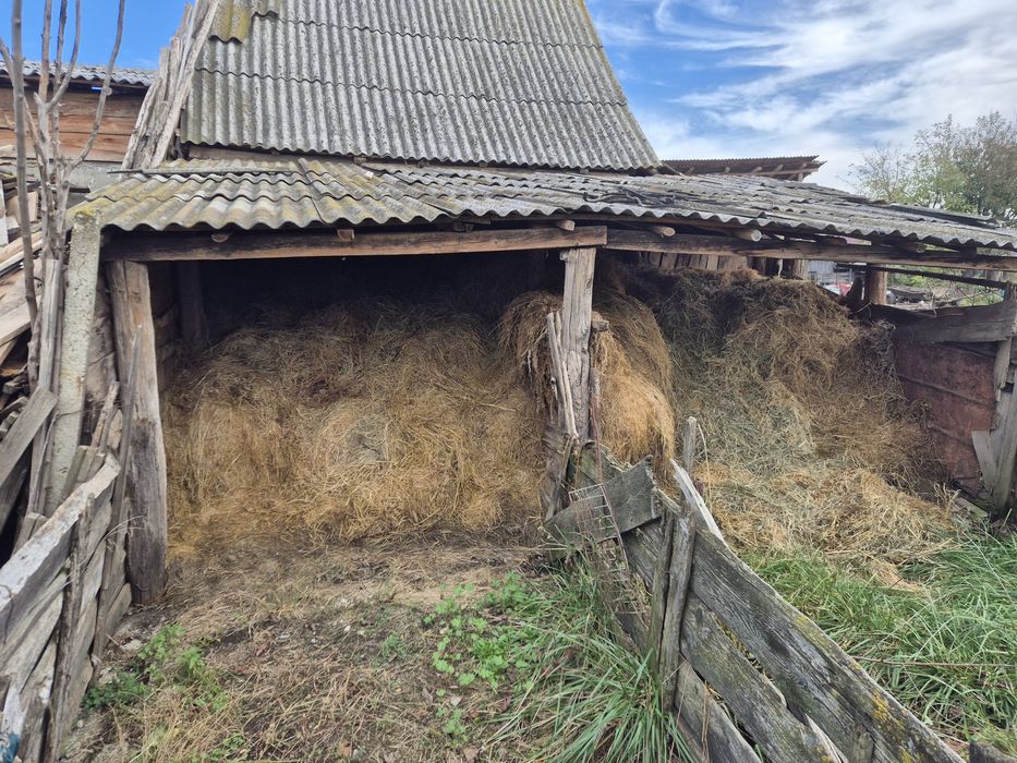 Vând urgent lucernă producție 2024/2025(depozitată în fânărie)