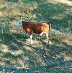 Juninci  5 Bucati