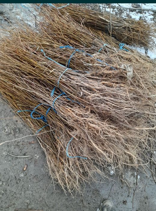 puieți de salcâm pentru împădurirea terenurilor degradate, agricole