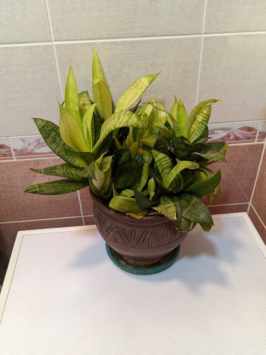 Растение       .