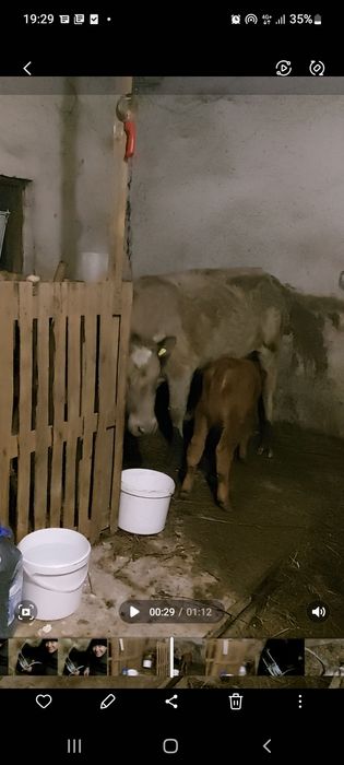 Продаём близняшки первотелки с телятами