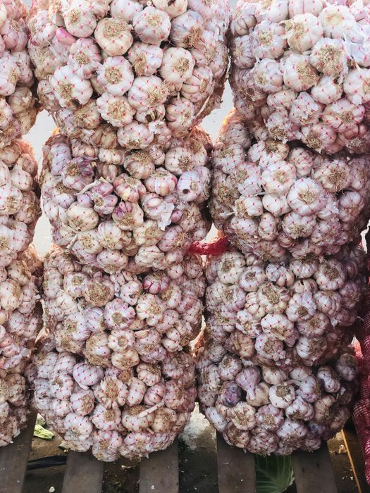 Vand seminte de lucerna si usturoi