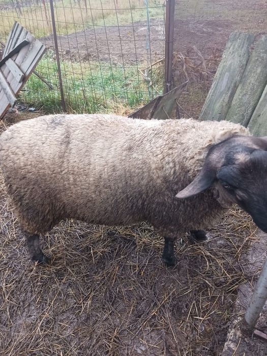 Berbec sufolk de vanzare