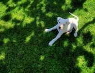 Pui Dog Argentinian