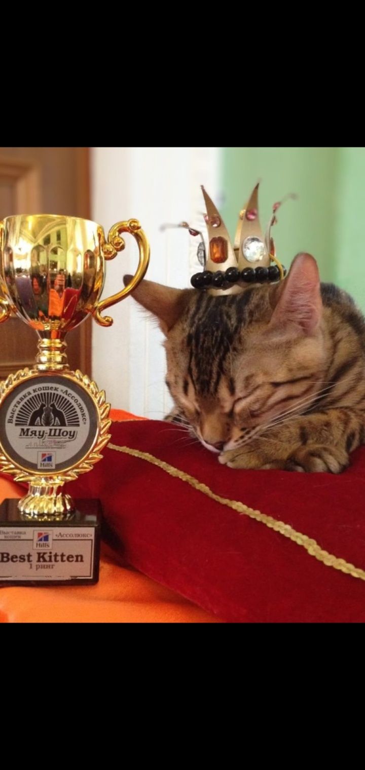 Чаузята чемпионы международных выставок.