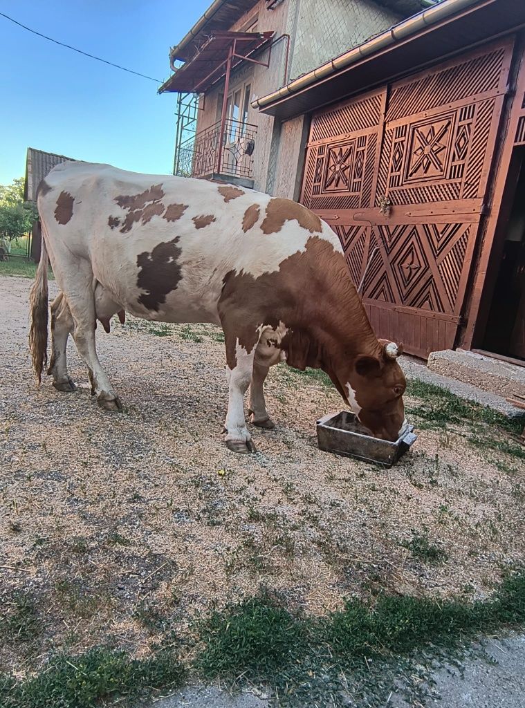 Vacă bună de lapte
