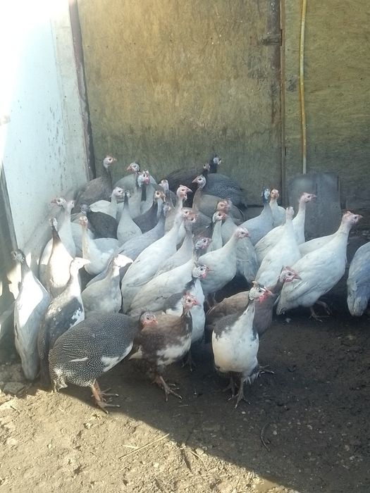 Bibilici diferite culori de vânzare