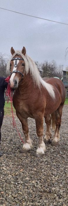 De vanzare armasar de 4 ani cu pasaport linia Izvin