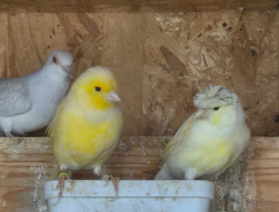 Canari,gould amandine