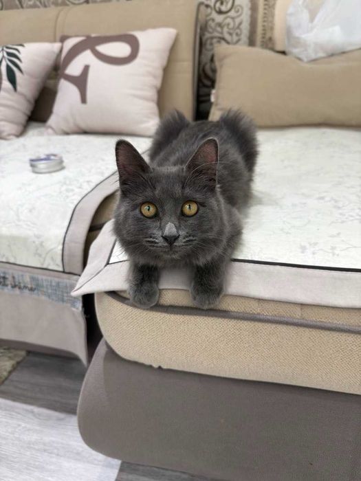 Отдадим в хорошие руки котёнка