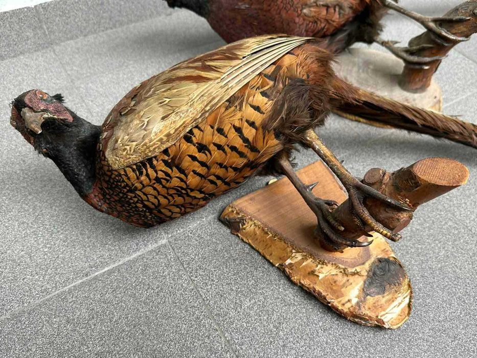 Препариран Фазан Фазани