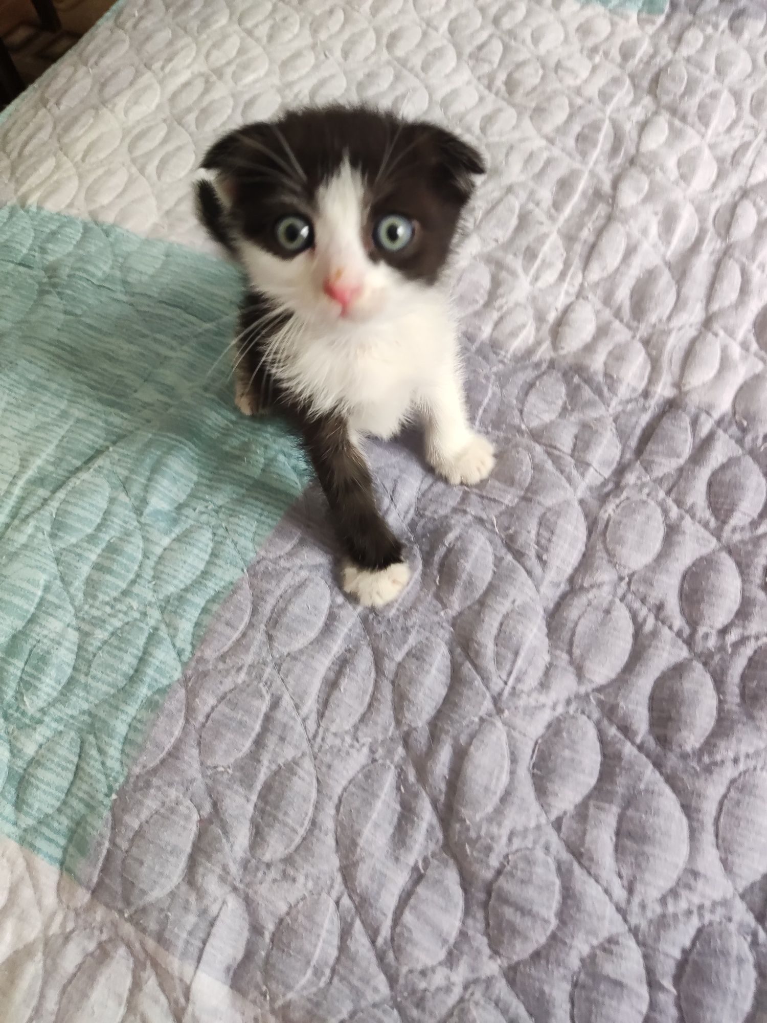 Котёнок мальчик.