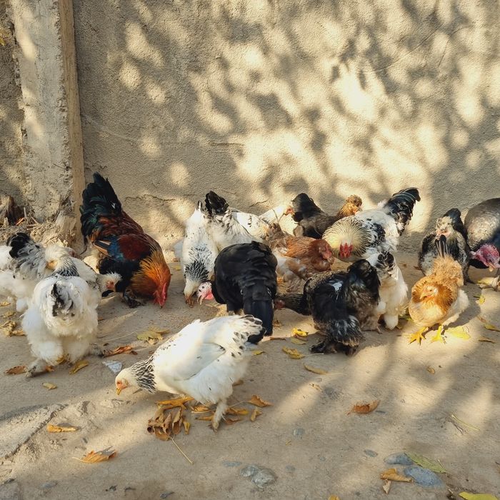 Brama tovuq va xo'rozlar