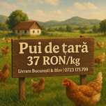 Vand pui de tara crescuti bio