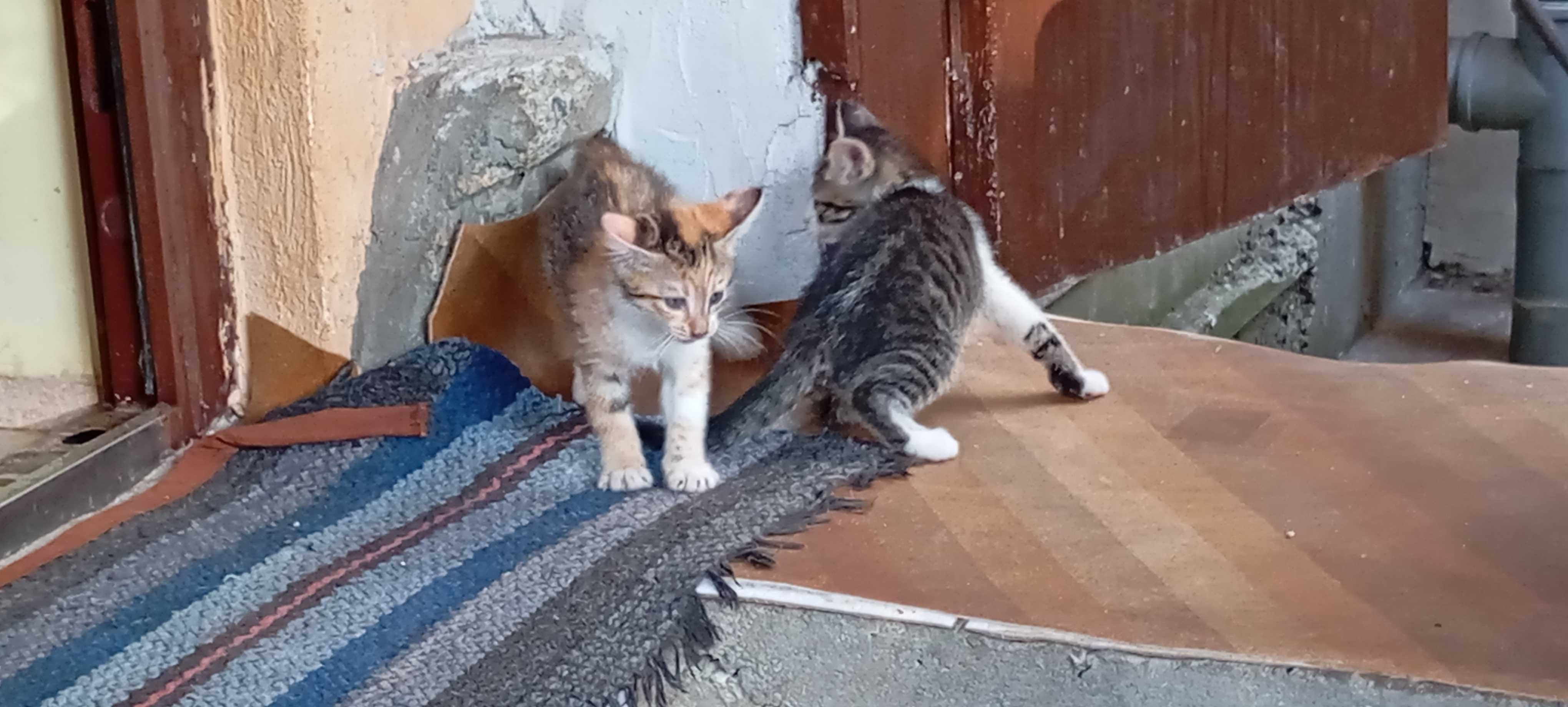 Котенца на три месеца