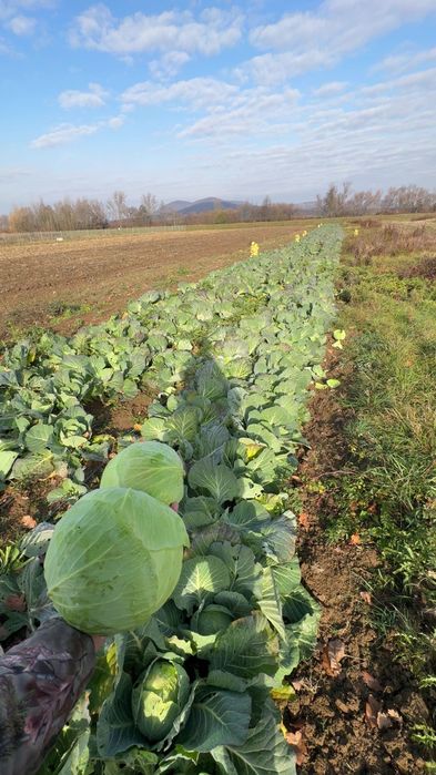 Vând varză autumn king !!!
