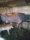 Vaca și vitel de vanzare