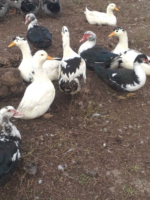 Rate tinere de 7 luni