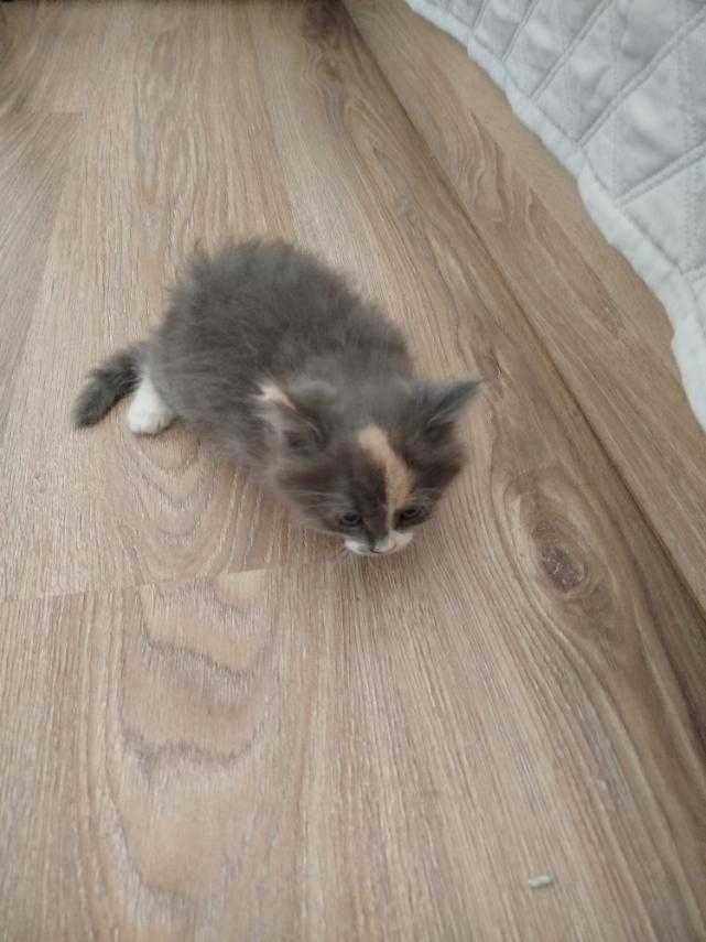 Подарям мъжко   котенце.