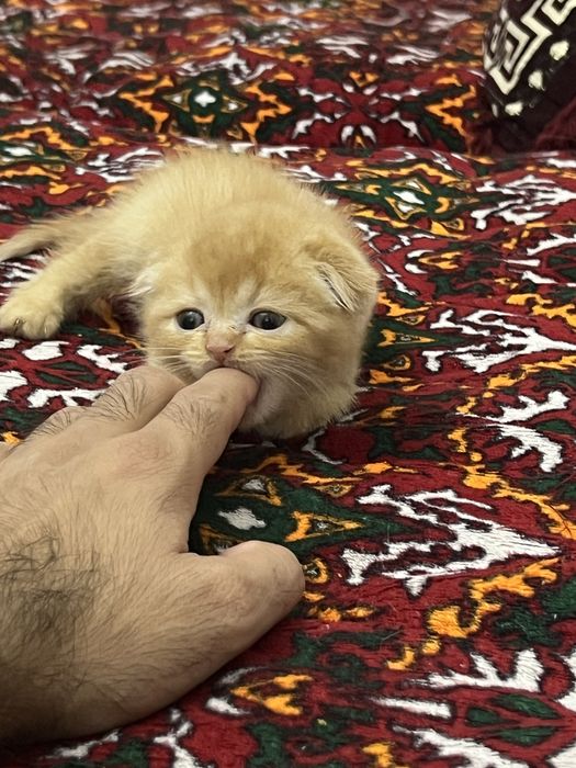 КОШКИ Котята скоттиш фолд