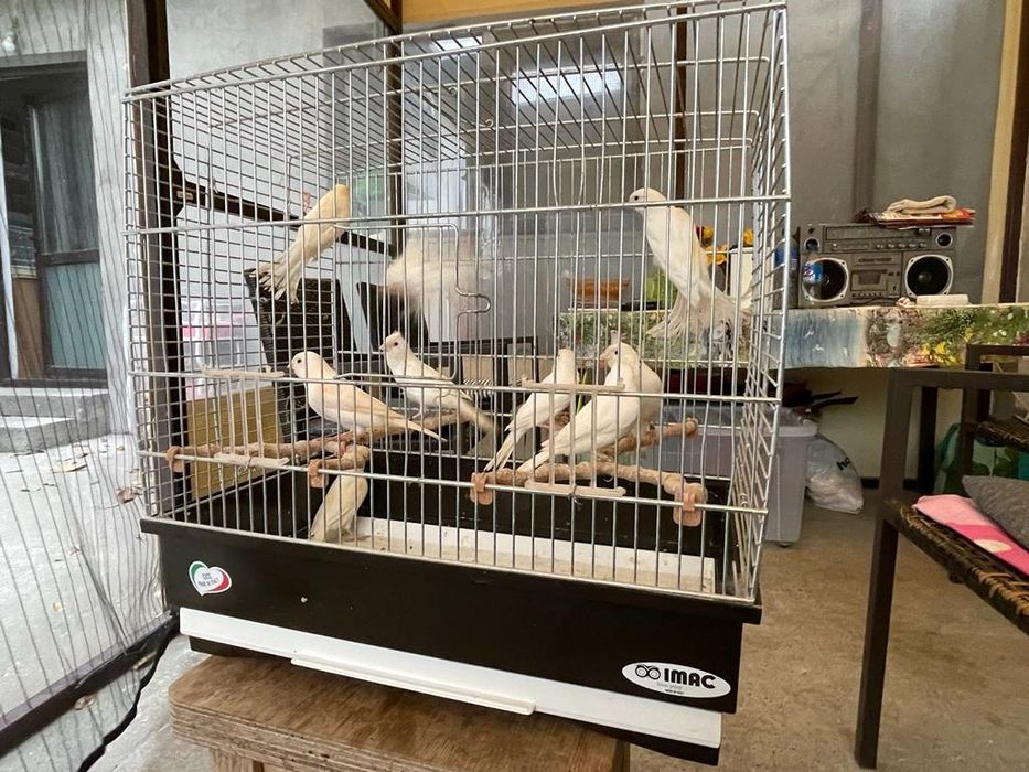 Canari Masculi Si Femele,Arlechinul Portughez,Albi,Rosii Crescator