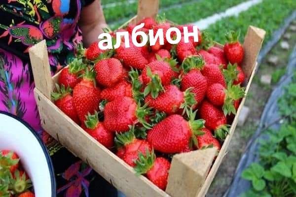 Предлагам целогодишен разсад ягоди