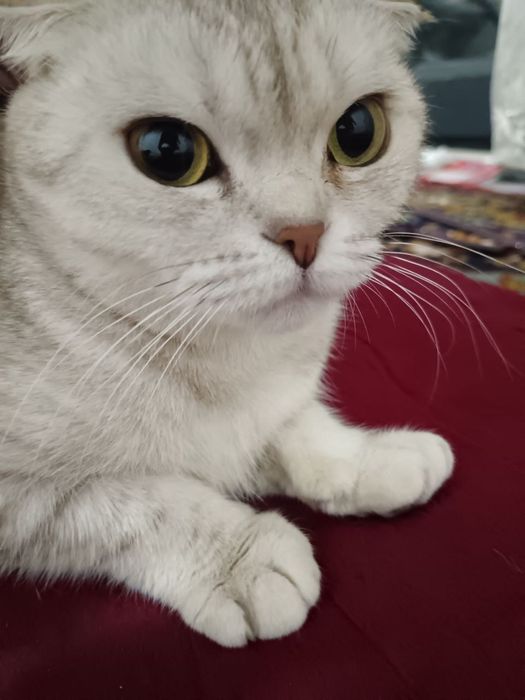 Продаются кошка и котята породистые