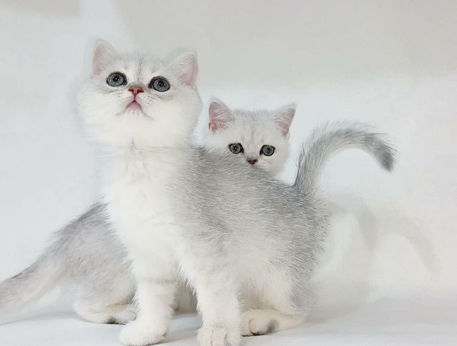 Продается котята серебристая шиншила л