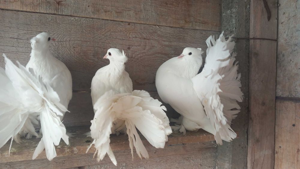 Porumbei voltați indieni albi