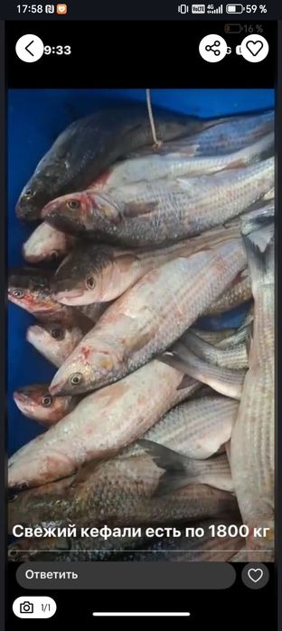 Кефаль балық сатылады
