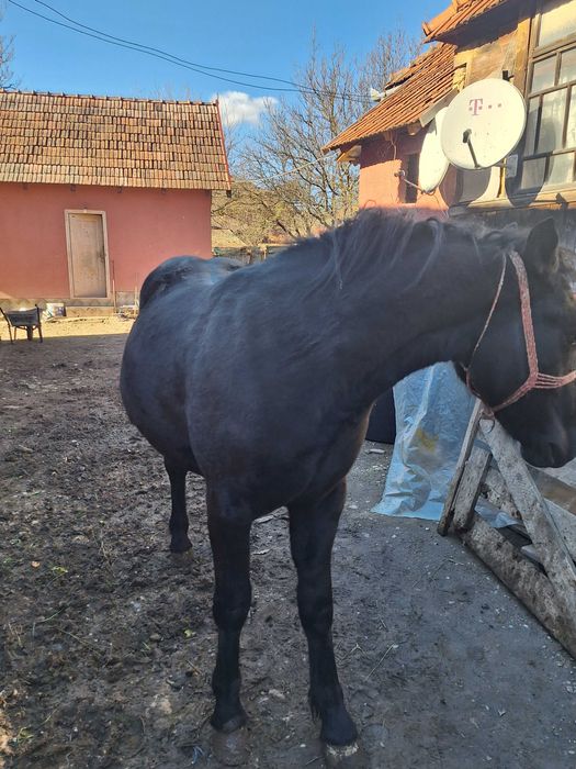 Vand manz de un an jumate