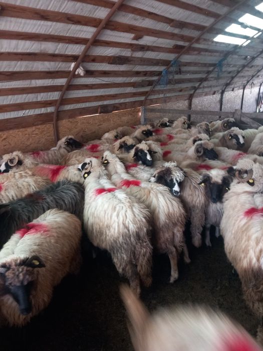 Oi de vânzare tinere