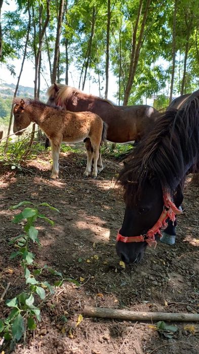 De vânzare Ponei