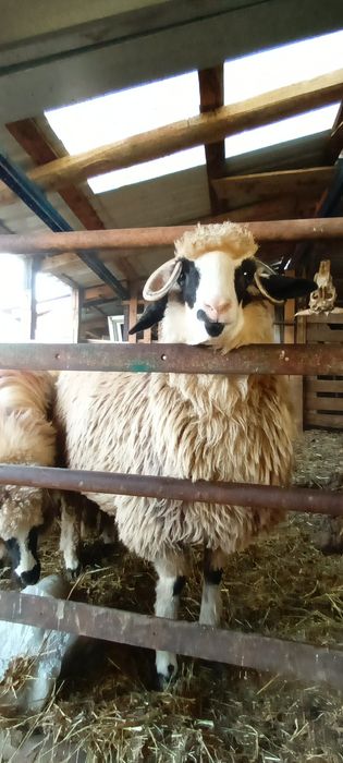 Disponibile 2 cârlane superbe