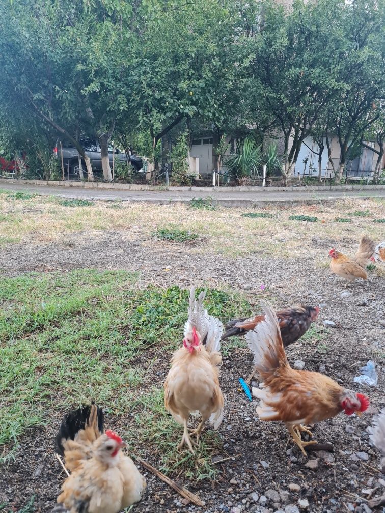 Продавам млади серами