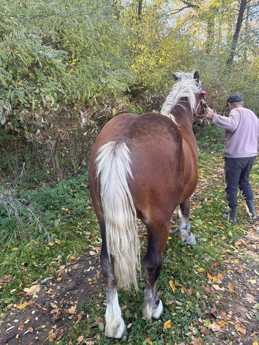 Vand manz , 1 an si 5 luni